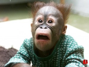 Affe