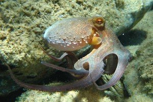 800px-Octopus_vulgaris2